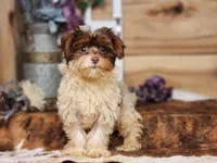 Daisy, a female Yorkipoo for sale in Silver Lake, IN – Photo 1 of 3