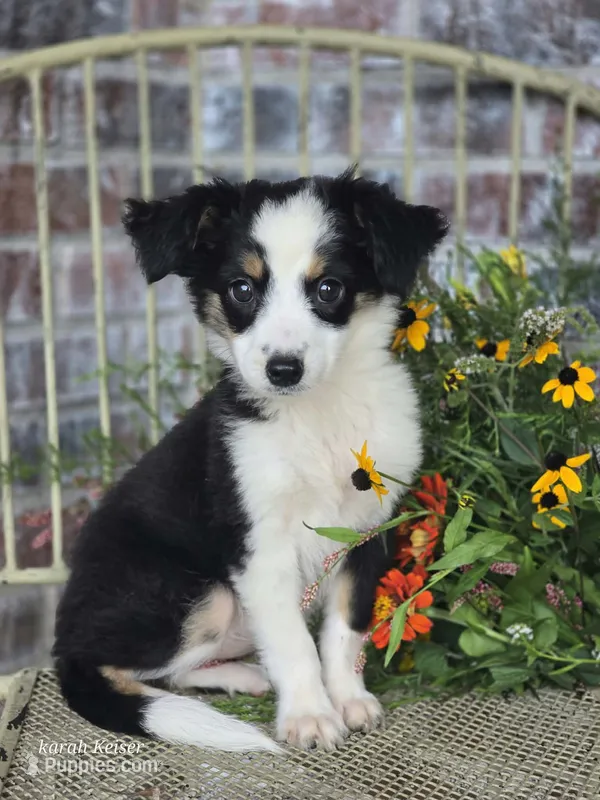 Darling – Miniature Australian Shepherd puppy for sale in Silver Lake, IN