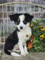 Darling, a female Miniature Australian Shepherd for sale in Silver Lake, IN – 1 of 4