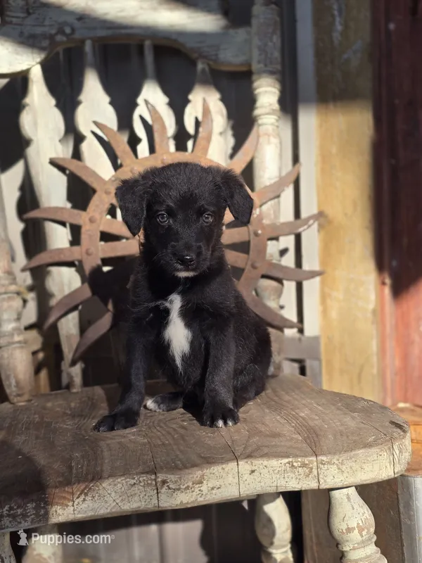 Sawyer – Australian Cattle Dog, Poodle - Miniature  puppy for sale in Silver Lake, IN