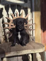 Sawyer, a male Australian Cattle Dog and Poodle - Miniature  for sale in Silver Lake, IN – 1 of 6