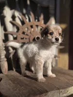 Simon, a male Australian Cattle Dog and Poodle - Miniature  for sale in Silver Lake, IN – 4 of 5