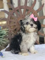 Toffy, a female French Bulldog and Poodle - Toy  for sale in Silver Lake, IN – 1 of 10