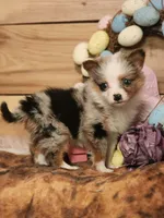 Cotton, a female Australian Cattle Dog for sale in Silver Lake, IN – Photo 2 of 5