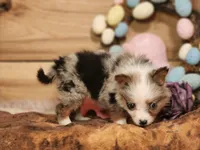 Cotton, a female Australian Cattle Dog for sale in Silver Lake, IN – Photo 3 of 5