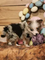 Cotton, a female Australian Cattle Dog for sale in Silver Lake, IN – Photo 5 of 5