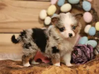 Cotton, a female Australian Cattle Dog for sale in Silver Lake, IN – Photo 1 of 5