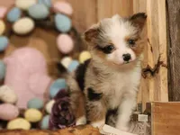 Cotton, a female Australian Cattle Dog for sale in Silver Lake, IN – Photo 4 of 5