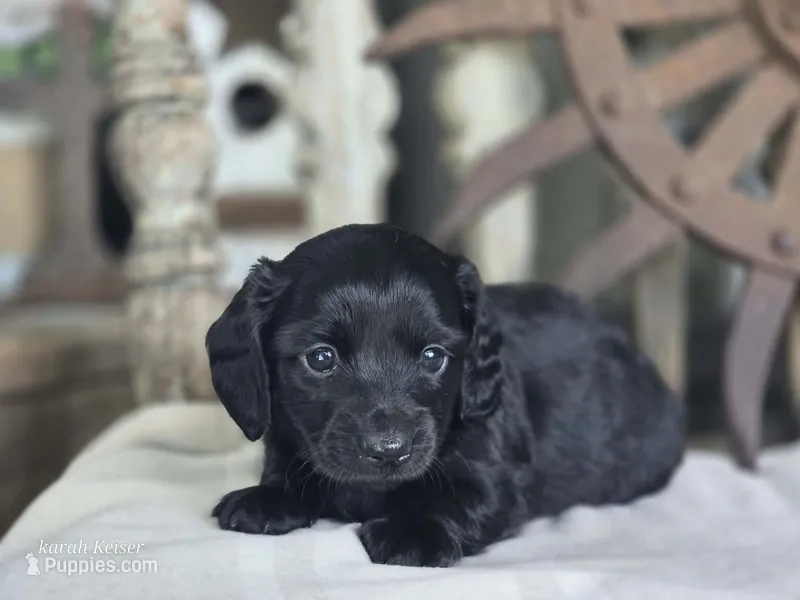 Wilma  – Miniature Dachshund puppy for sale in Silver Lake, IN