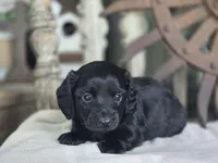 Wilma , a female Miniature Dachshund for sale in Silver Lake, IN – 1 of 4