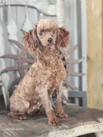 Sandy, a female Poodle - Toy  for sale in Silver Lake, IN – 5 of 6