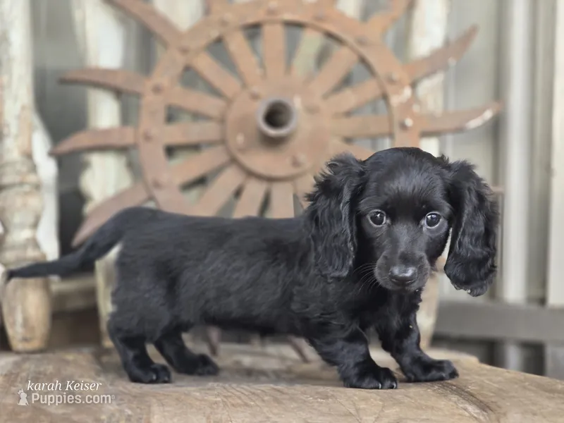 Wilma – Miniature Dachshund puppy for sale in Silver Lake, IN