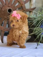 Susie, a female Poodle - Toy  for sale in Silver Lake, IN – 4 of 8