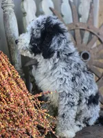 Elliot , a male Miniature Goldendoodle for sale in Silver Lake, IN – 7 of 10