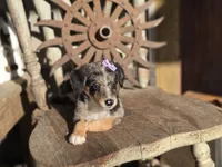 Susie, a female Australian Cattle Dog and Poodle - Miniature  for sale in Silver Lake, IN – 5 of 6