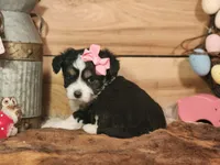 Daphanie, a female Miniature Aussiedoodle for sale in Silver Lake, IN – Photo 4 of 4