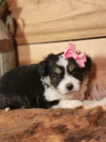 Daphanie, a female Miniature Aussiedoodle for sale in Silver Lake, IN – Photo 2 of 4
