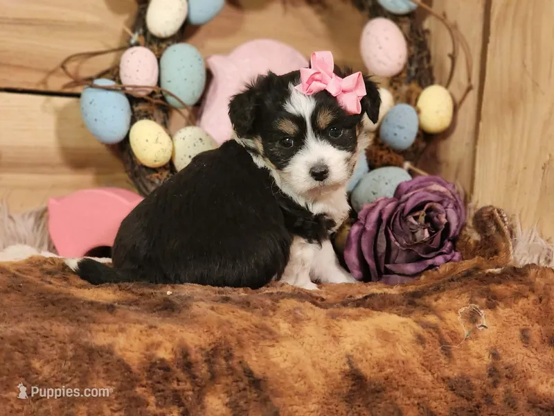Daphanie – Miniature Aussiedoodle puppy for sale in Silver Lake, IN