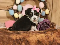 Daphanie, a female Miniature Aussiedoodle for sale in Silver Lake, IN – Photo 1 of 4