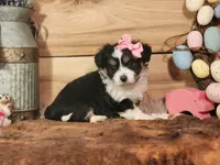 Daphanie, a female Miniature Aussiedoodle for sale in Silver Lake, IN – Photo 3 of 4