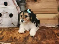 Lacy, a female Yorkshire Terrier and Miniature Dachshund for sale in Silver Lake, IN – Photo 6 of 6