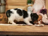 Lacy, a female Yorkshire Terrier and Miniature Dachshund for sale in Silver Lake, IN – Photo 4 of 6