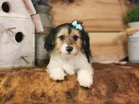 Lacy, a female Yorkshire Terrier and Miniature Dachshund for sale in Silver Lake, IN – Photo 5 of 6