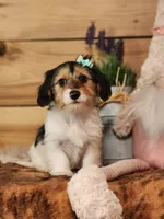 Lacy, a female Yorkshire Terrier and Miniature Dachshund for sale in Silver Lake, IN – Photo 2 of 6
