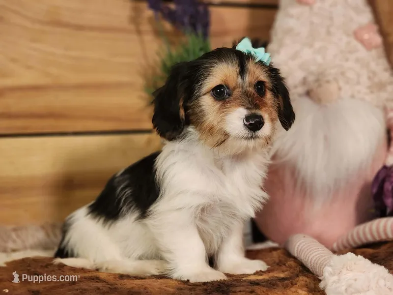 Lacy – Yorkshire Terrier, Miniature Dachshund puppy for sale in Silver Lake, IN