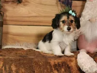 Lacy, a female Yorkshire Terrier and Miniature Dachshund for sale in Silver Lake, IN – Photo 3 of 6