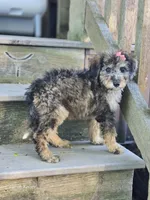 Felicity , a female Miniature Bernedoodle for sale in Silver Lake, IN – 8 of 10