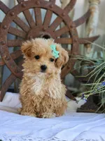 Sandy, a female Poodle - Toy  for sale in Silver Lake, IN – 6 of 6