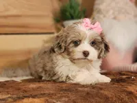Dixie, a female Miniature Aussiedoodle for sale in Silver Lake, IN – Photo 5 of 8