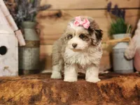 Dixie, a female Miniature Aussiedoodle for sale in Silver Lake, IN – Photo 7 of 8