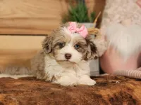 Dixie, a female Miniature Aussiedoodle for sale in Silver Lake, IN – Photo 4 of 8