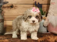 Dixie, a female Miniature Aussiedoodle for sale in Silver Lake, IN – Photo 8 of 8