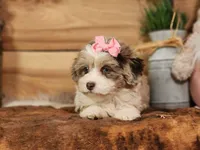 Dixie, a female Miniature Aussiedoodle for sale in Silver Lake, IN – Photo 2 of 8