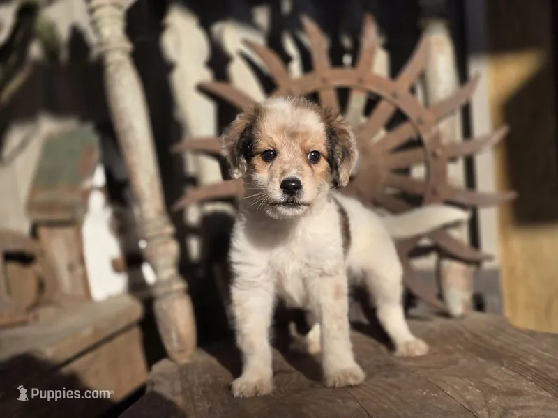 Simon – Australian Cattle Dog, Poodle - Miniature  puppy for sale in Silver Lake, IN