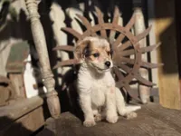 Simon, a male Australian Cattle Dog and Poodle - Miniature  for sale in Silver Lake, IN – 2 of 5