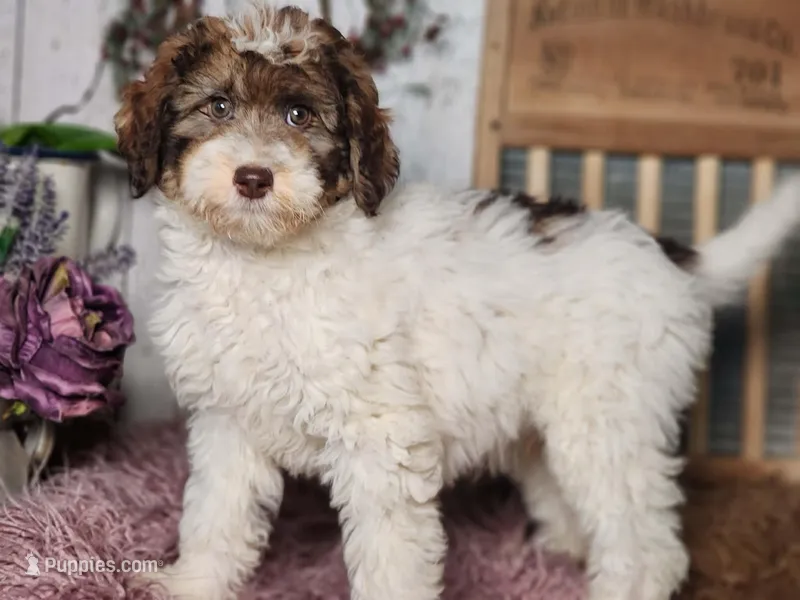 Maurice, a male Miniature Bernedoodle for sale in Silver Lake, IN – Photo 1 of 3