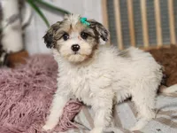 Fifi, a female Miniature Bernedoodle for sale in Silver Lake, IN – Photo 6 of 7