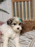 Fifi, a female Miniature Bernedoodle for sale in Silver Lake, IN – Photo 4 of 7