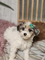 Fifi, a female Miniature Bernedoodle for sale in Silver Lake, IN – Photo 1 of 7