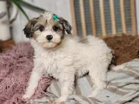 Fifi, a female Miniature Bernedoodle for sale in Silver Lake, IN – Photo 5 of 7