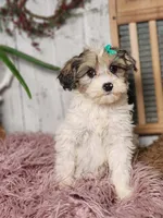 Fifi, a female Miniature Bernedoodle for sale in Silver Lake, IN – Photo 2 of 7