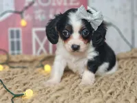 Judy, a female Cavapoo for sale in Silver Lake, IN – Photo 3 of 7