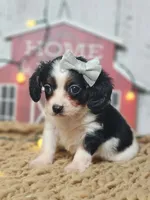 Judy, a female Cavapoo for sale in Silver Lake, IN – Photo 6 of 7