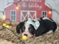 Judy, a female Cavapoo for sale in Silver Lake, IN – Photo 7 of 7
