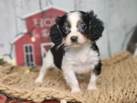 Judy, a female Cavapoo for sale in Silver Lake, IN – Photo 1 of 7