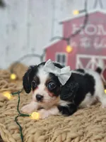 Judy, a female Cavapoo for sale in Silver Lake, IN – Photo 2 of 7